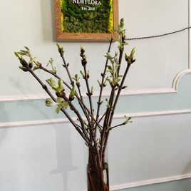 Каштан «конский» 60-80см (поштучно)