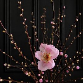 Ветки персика розовые 60-80см (поштучно)