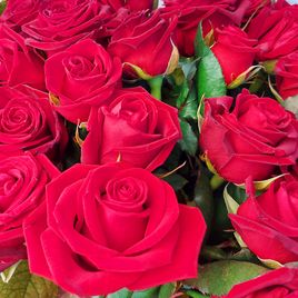 Букет 51 кенийская красная роза 50см