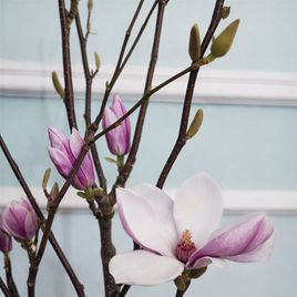 Магнолия срезанная ветка 70-90см (поштучно)