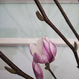 Магнолия срезанная ветка 70-90см (поштучно)