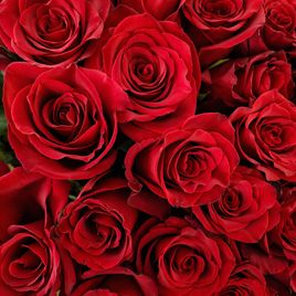 Букет 101 красная роза 60см (Эквадор)