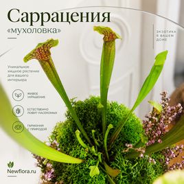 Саррацения «мухоловка» в вазе #2