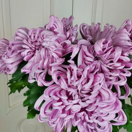 Хризантема фиолетовая 60-70см (поштучно)