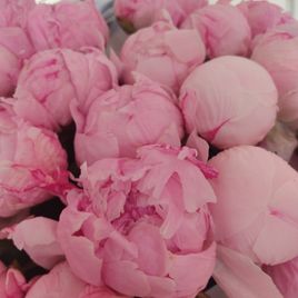 Букет 25 крупных розовых пионов