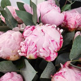 Букет 11 розовых пионов с эвкалиптом