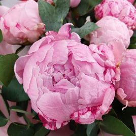 Букет 11 розовых пионов с эвкалиптом