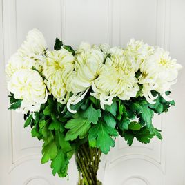 Хризантема белая 60-70см (поштучно)