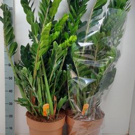 Замиокулькас «zamiifolia» (1,1 метр, 15 стеблей)