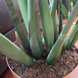 Замиокулькас «Zamiifolia» 130см, 12 стеблей