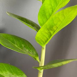 Замиокулькас «Zamiifolia» 130см, 12 стеблей