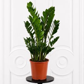 Замиокулькас «Zamiifolia» 90-100 см, 7-8 стеблей