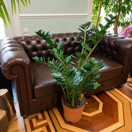 Замиокулькас «Zamiifolia» 130 см (10-12 стеблей)