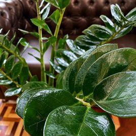 Замиокулькас «Zamiifolia» 130 см (10-12 стеблей)