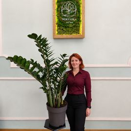 Замиокулькас «Zamiifolia» 130 см (10-12 стеблей)