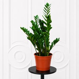 Замиокулькас «Zamiifolia» 90-100 см, 7-8 стеблей
