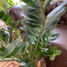 Замиокулькас «Zamiifolia» 130см, 12 стеблей