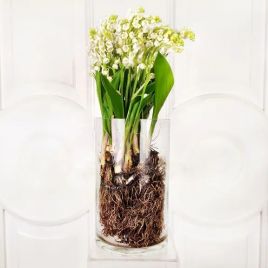 Ландыш с корневой системой 35см, Голландия