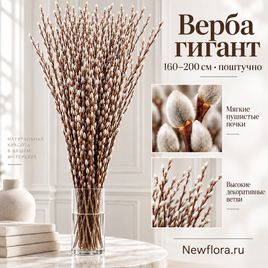 Верба гигант 160-200 см (поштучно)