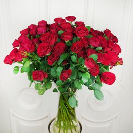 Роза кустовая бордовая 50-60см (поштучно)
