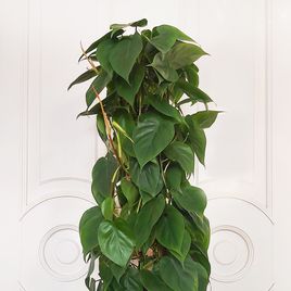 Филодендрон сканденс высотой 140см в горшке (Philodendron scandens)