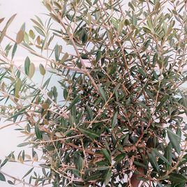 Оливковое дерево «европейское» (Olea Europaea) (высота 220см)