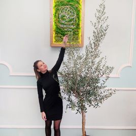 Оливковое дерево «европейское» (Olea Europaea) (высота 150-160см)