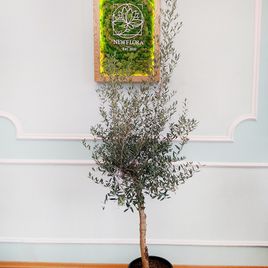 Оливковое дерево «европейское» (Olea Europaea) (высота 250см)
