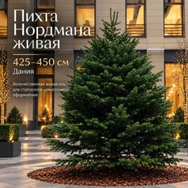 Пихта Нордмана живая 425-450 см (Дания)