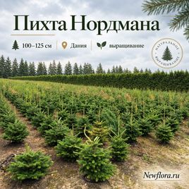 Пихта Нордмана живая 100-125 см (Дания)