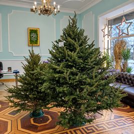 Пихта Нордмана 250-275 см (Дания)