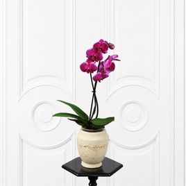 Орхидея фаленопсис (Phalaenopsis hybrid ‘Formidable’) в горшке фуксия (1 ствол) 60 см