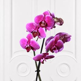 Орхидея фаленопсис (Phalaenopsis hybrid ‘Formidable’) в горшке фуксия (1 ствол) 60 см