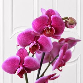 Орхидея фаленопсис (Phalaenopsis hybrid ‘Formidable’) в горшке фуксия (1 ствол) 60 см