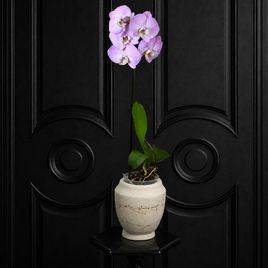 Орхидея фаленопсис (Phalaenopsis hybrid ‘Formidable’) в горшке розовая (1 ствол) 60 см