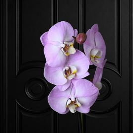 Орхидея фаленопсис (Phalaenopsis hybrid ‘Formidable’) в горшке розовая (1 ствол) 60 см
