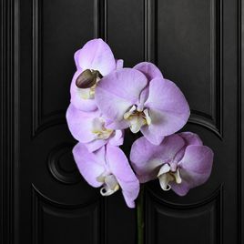 Орхидея фаленопсис (Phalaenopsis hybrid ‘Formidable’) в горшке розовая (1 ствол) 60 см
