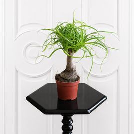 Нолина рекурвата, бокарнея отогнутая (Beaucarnea recurvata) 30 см