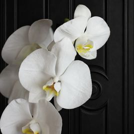Орхидея фаленопсис (Phalaenopsis hybrid ‘Formidable’) в горшке белая (1 ствол) 60 см