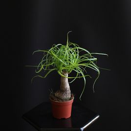 Нолина Рекурвата (Бокарнея отогнутая)
