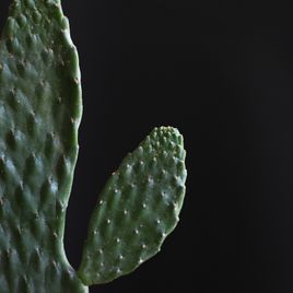 Кактус опунция (Opuntia In Pot Mix)