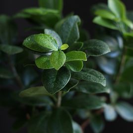 Фикус Микрокарпа Гинсенг (Ficus microcarpa Ginseng) (высота 30см)