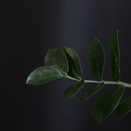 Замиокулькас «zamiifolia» (1,2 метра, 7 стеблей)