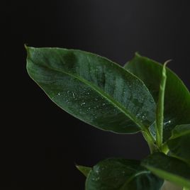 Банан Муса Тропикана (Musa Tropicana Oriental Darf In Cup Banana)