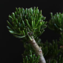Крассула овата Голлум (Crassula ovata Gollum)