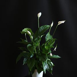 Спатифиллум Свит Лауретта (Spath Sweet Lauretta) (высота 90см)