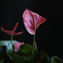 Антуриум андрианум туренза розовый в горшке 40-60см (Anthurium andreanum turenza)