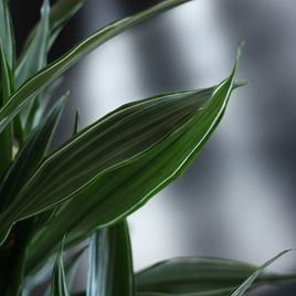 Драцена Фрагранс Варнески высотой 100см в горшке (Dracaena Fragrans Warneckii)