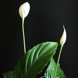 Спатифиллум Свит Лауретта (Spath Sweet Lauretta) (высота 90см)