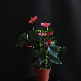 Антуриум андрианум туренза розовый в горшке 40-60см (Anthurium andreanum turenza)
